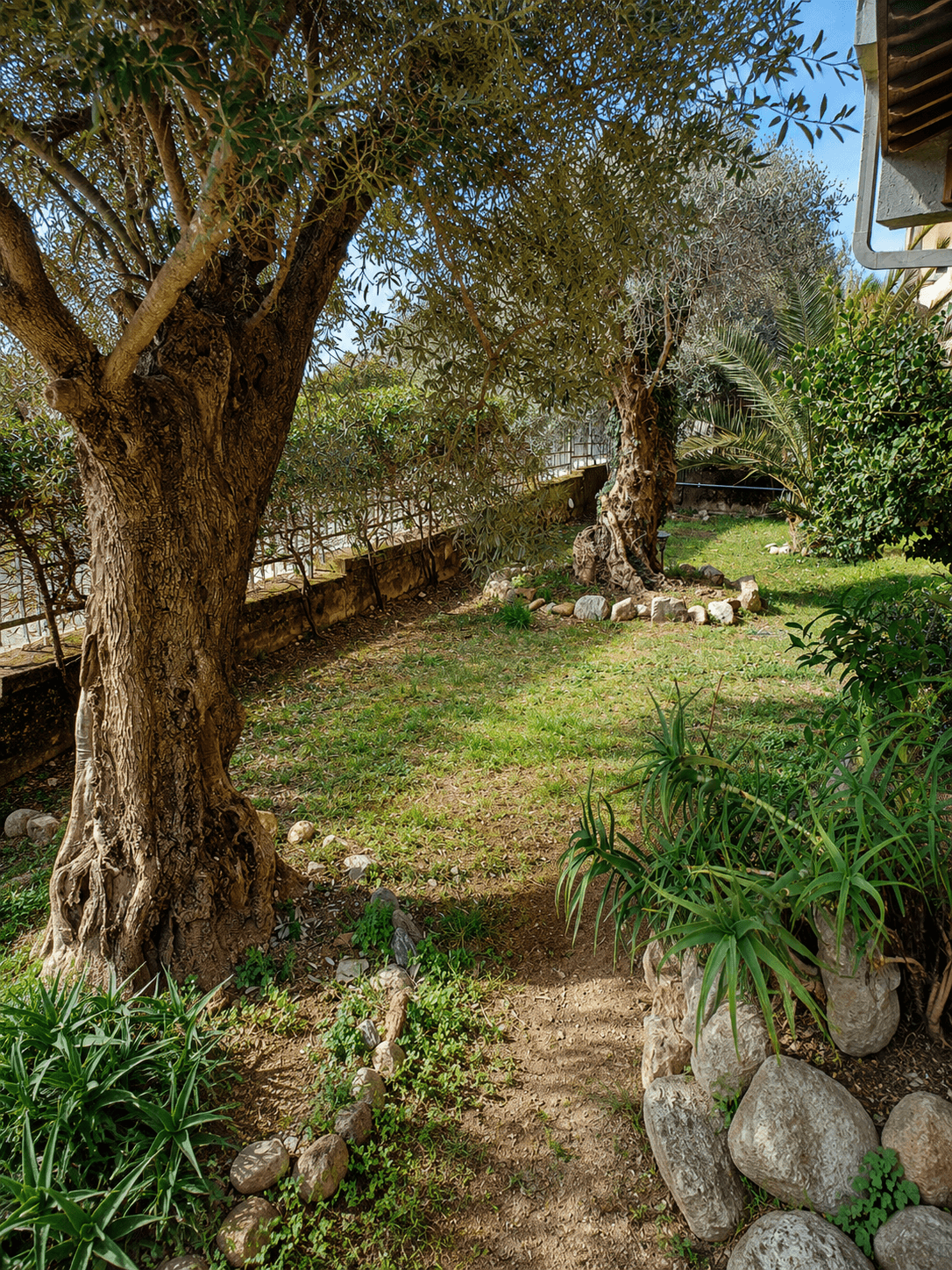 Il giardino con ulivi secolari